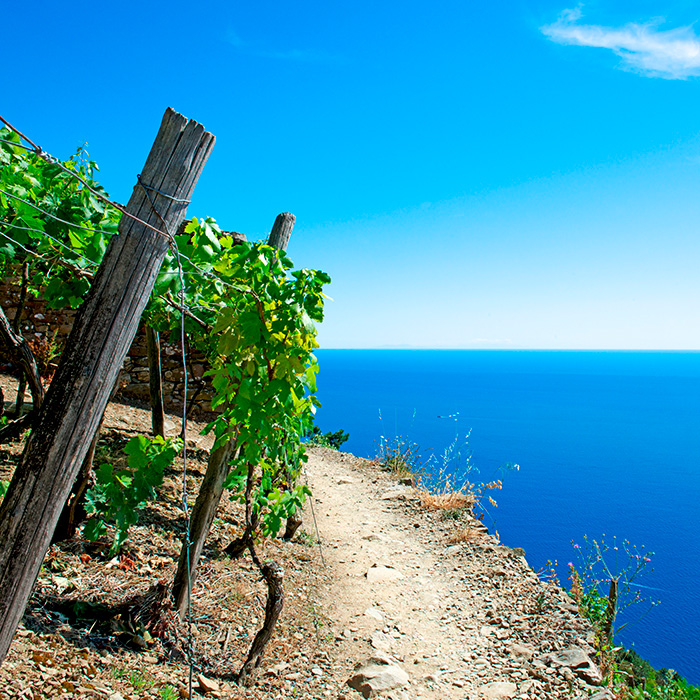 Sobre nosotros - Romea Wines