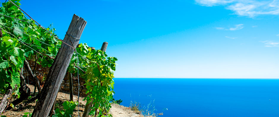 Sobre nosotros - Romea Wines